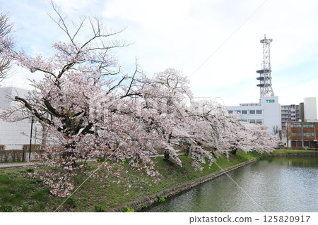 Matsumoto Castle Outer Moat (Matsumoto City, Nagano Prefecture) 125820917