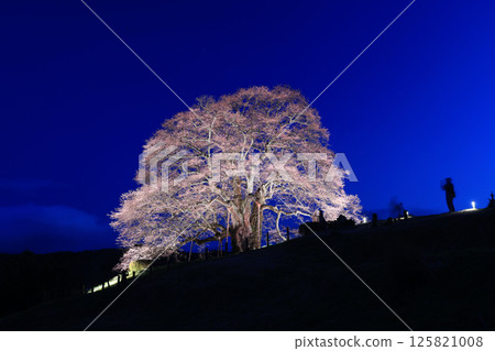Daigo Sakura 8955 Daigo Sakura 8955 125821008
