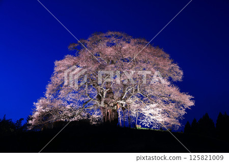 櫻醐醐 8971 125821009