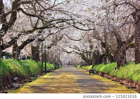 Tokusa weeping cherry tree 9017 125821016