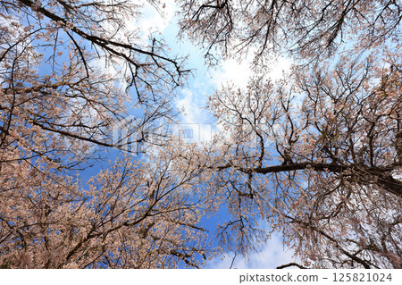 Tokusa weeping cherry tree 9135 125821024