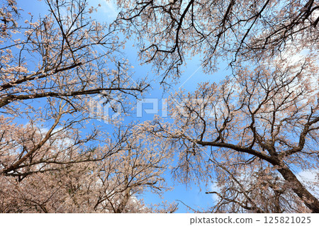 德草垂枝櫻花樹 9139 125821025