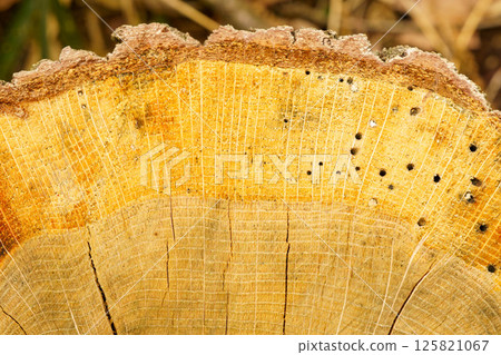 Tree ring pattern of felled logs Tree ring pattern of felled logs 125821067