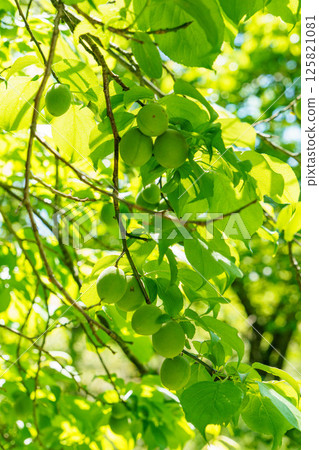 李子成熟了 125821081