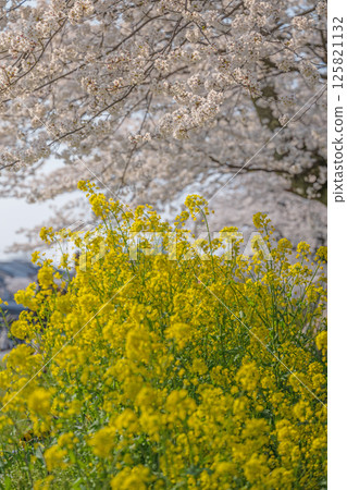 Spring duet: cherry blossoms and rape blossoms in full bloom Spring duet: cherry blossoms and rape blossoms in full bloom 125821132