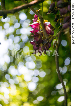 Spring flower Spring flower 125821408