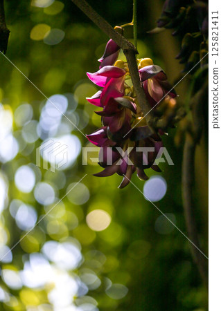 Spring flower Spring flower 125821411