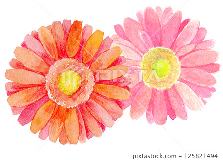 Watercolor illustration: Girly flowers, pink gerbera 125821494