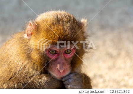 Takasakiyama monkey Takasakiyama monkey 125821852