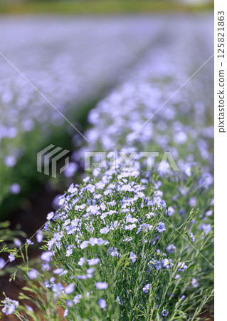 北海道當別町的亞麻盛開著清澈的藍色花朵 [七月] 125821863