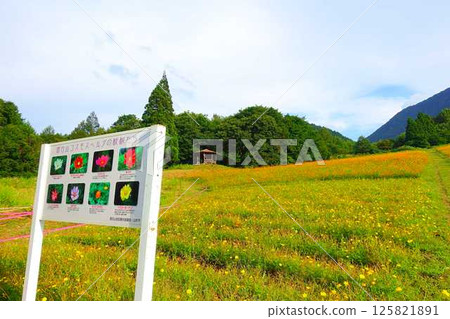 Cosmos in full bloom, Autumn cherry blossoms, Cosmosberg, Omoshiroyama Plateau 125821891