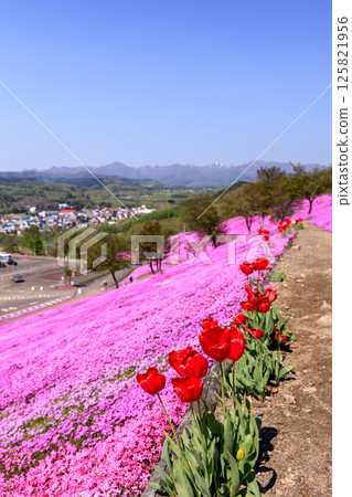 Takinoue Town, Hokkaido - Japan's largest cluster of moss phlox invites you into a dream world at Shibazakura Takinoue Park [May] 125821956