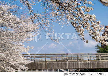 Spring riverside: Cherry blossoms in full bloom and Umenobashi Bridge Spring riverside: Cherry blossoms in full bloom and Umenobashi Bridge 125822099