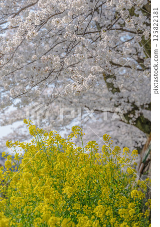 Spring duet: cherry blossoms and rape blossoms in full bloom 125822181