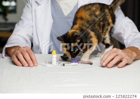 Domestic cat at animal hospital with veterinarian for medical exam Domestic cat at animal hospital with veterinarian for medical exam 125822274