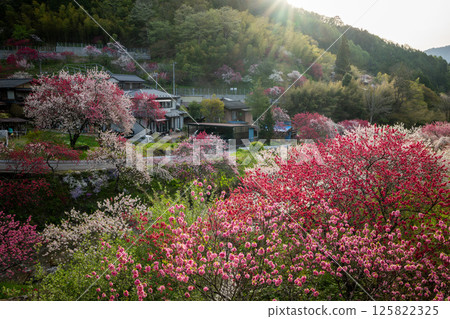 Achi Village, Nagano Prefecture - A rural landscape with peach blossoms in full bloom Achi Village, Nagano Prefecture - A rural landscape with peach blossoms in full bloom 125822325