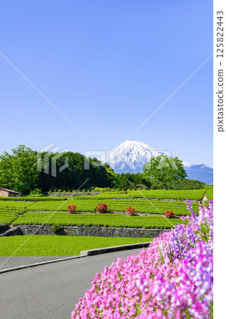靜岡縣富士市台場的茶園 靜岡縣富士市台場的茶園 125822443