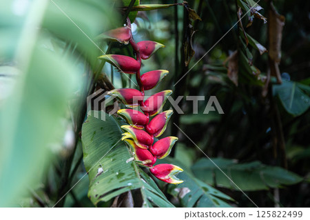 Heliconia 125822499
