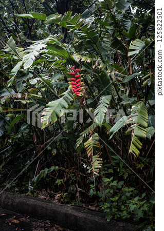 Heliconia Heliconia 125822501