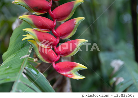 Heliconia Heliconia 125822502