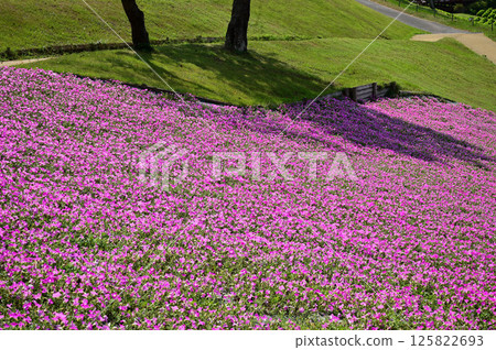 母親農場盛開的粉紅色矮牽牛花和樹影 125822693