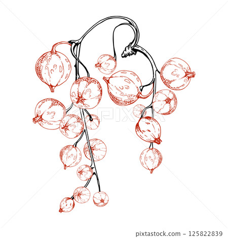 Currant gooseberry raceme bunch hanging cluster, glossy ripe garden berry casseille jostaberry juneberry. Isolated botanical illustration, vector ink hand drawn. Food packaging, culinary eco branding Currant gooseberry raceme bunch hanging cluster, glossy ripe garden berry casseille jostaberry juneberry. Isolated botanical illustration, vector ink hand drawn. Food packaging, culinary eco branding 125822839
