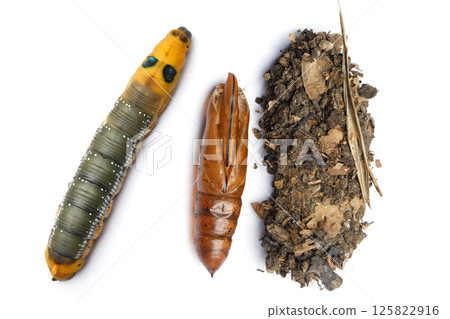 Pupa, House and Caterpillar of Oleander Hawk moth or Daphnis nerii Butterfly on white background Pupa, House and Caterpillar of Oleander Hawk moth or Daphnis nerii Butterfly on white background 125822916