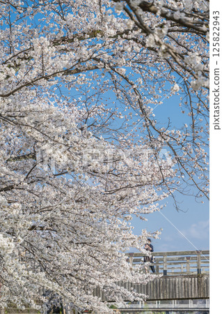 Spring riverside: Cherry blossoms in full bloom and Umenobashi Bridge Spring riverside: Cherry blossoms in full bloom and Umenobashi Bridge 125822943