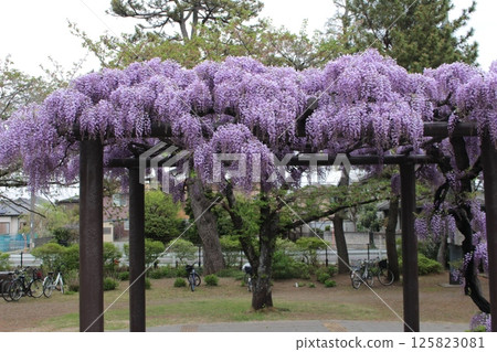 The rapids of Tamashiki Park, Hanyu City, Saitama Prefecture 125823081