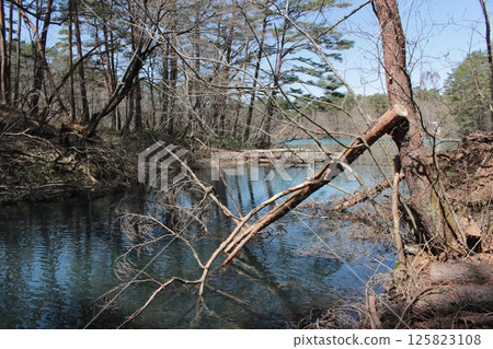 福島縣裡磐梯五色沼湖藍毗沙門湖 125823108