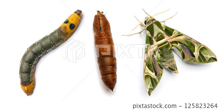 Butterfly, Caterpillar and pupa top view macro. Oleander Hawk-moth or Daphnis nerii, Chrysalis Butterfly, Caterpillar and pupa top view macro. Oleander Hawk-moth or Daphnis nerii, Chrysalis 125823264