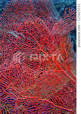 Sea Fan, Lembeh, Sulawesi Sea Fan, Lembeh, Sulawesi 125823351