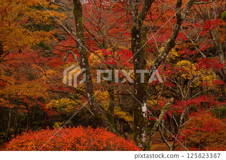 Autumn leaves 125823387