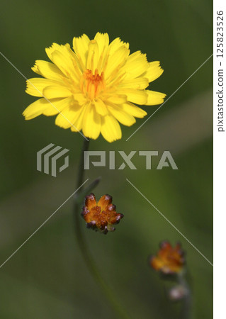 Wildflower, Sierra de Guadarrama National Park, Spain 125823526