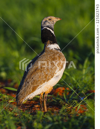 Little Bustard, Spain Little Bustard, Spain 125823743