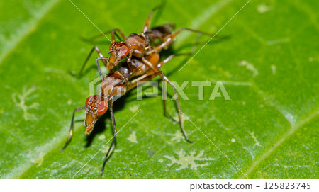 Fly Diptera, Tropical Rainforest, Costa Rica Fly Diptera, Tropical Rainforest, Costa Rica 125823745
