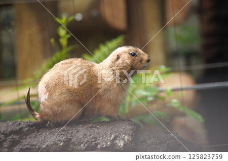Cute prairie dog Cute prairie dog 125823759