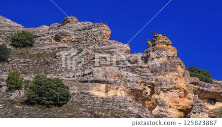Eurasian Griffon Vulture, Spain Eurasian Griffon Vulture, Spain 125823887