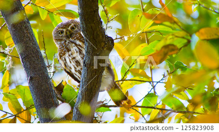Pearl-Spotted Owlet, Okavango Delta, Botswana 125823908