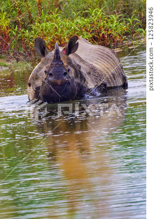 Greater One-horned Rhinoceros, Royal Bardia National Park, Nepal Greater One-horned Rhinoceros, Royal Bardia National Park, Nepal 125823946