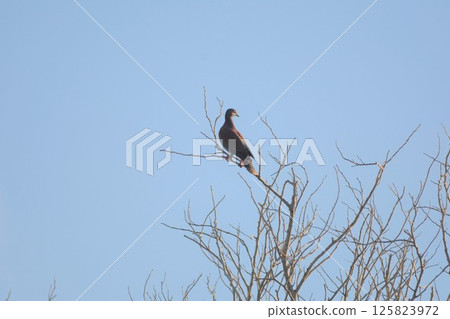 Red-streaked pigeon 125823972