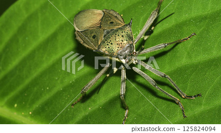 Shield Bug, Amazonia 125824094