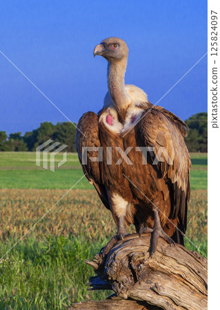 Eurasian Griffon Vulture, Spain Eurasian Griffon Vulture, Spain 125824097