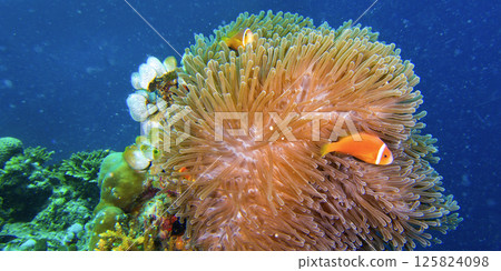Anemonefish, Maldives 125824098