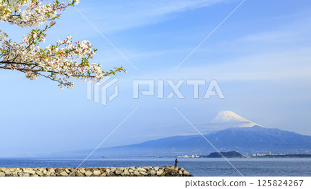 從內浦灣眺望富士山與櫻花 125824267