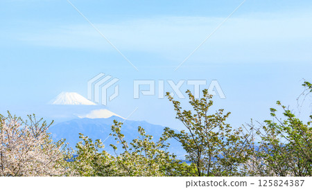 從內浦灣眺望富士山與櫻花 從內浦灣眺望富士山與櫻花 125824387