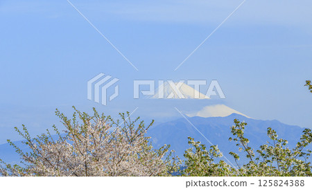 從內浦灣眺望富士山與櫻花 從內浦灣眺望富士山與櫻花 125824388