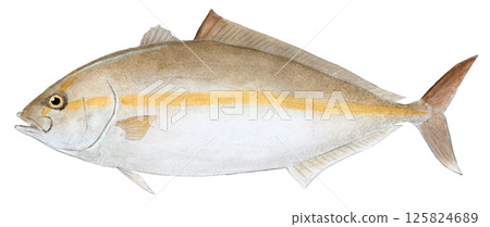 琥珀魚水彩畫 125824689