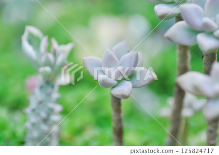Kalanchoe, Kalanchoideae or Crassulaceae or K blossfeldiana or Magnoliophyta or succulent 125824717