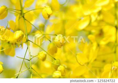 Golden shower , Cassia fistula or pudding pipe tree or Cassia fistula Linn and sky 125824722